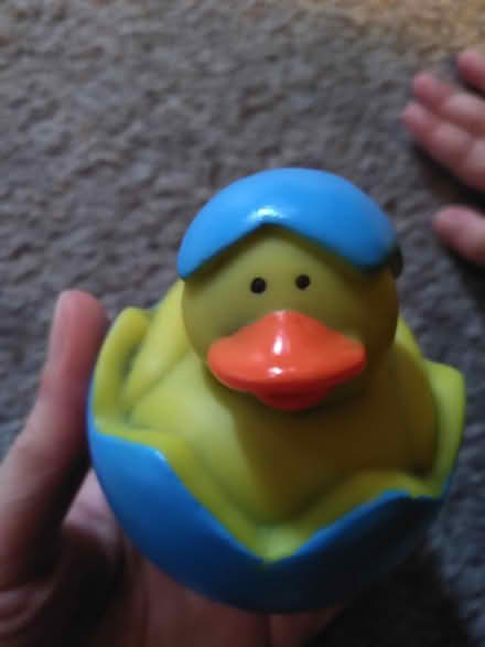 Photo of free Ducks (Ecclesall, S11) #3