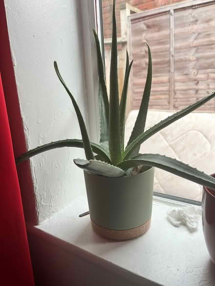 Photo of free Aloe (Palmerston road, E17) #2