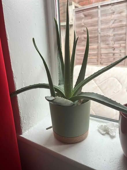 Photo of free Aloe (Palmerston road, E17) #1