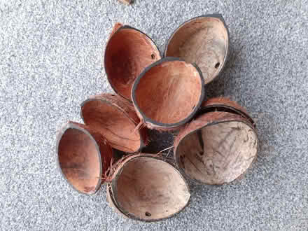 Photo of free Coconut Half Shells (The Fens TS25) #1