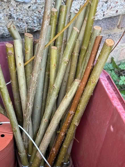 Photo of free Willow rods for planting (Welling DA16) #1