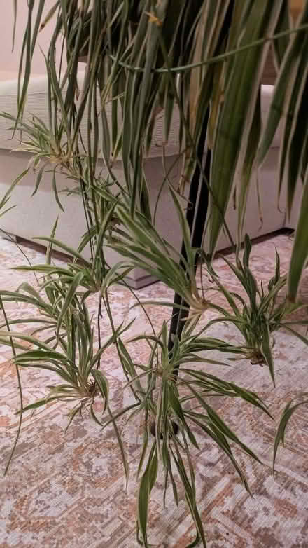Photo of free Spider plants babies (Old Woking GU22) #2