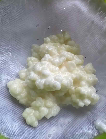 Photo of free Kefir Grains (Grafton, Shrewsbury) #1