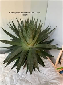 Photo of free Indoor plants, (Eversley RG40) #2