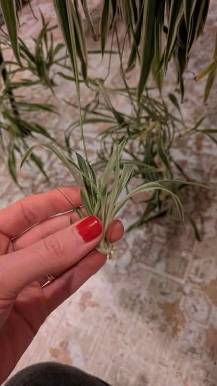 Photo of free Spider plants babies (Old Woking GU22) #1