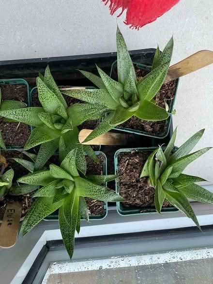 Photo of free Indoor plants, (Eversley RG40) #1