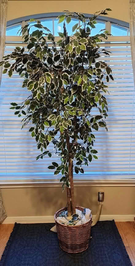 Photo of free Fake ficus tree (Off Crystal Falls) #1