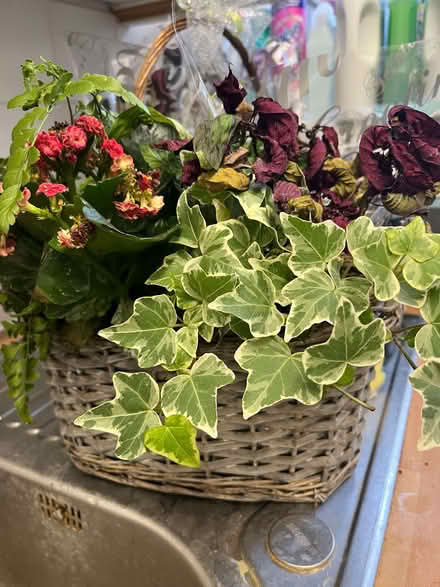 Photo of free 2 x Planters from Christmas Morden SM4 (Lower Morden SM4) #1