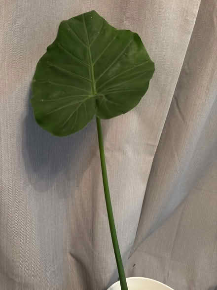 Photo of free Alocasia plant (Springfield CM2) #2