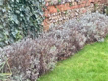 Photo of free Lavender plants (Marlow SL7) #1