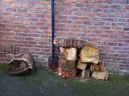 Photo of free Poplar wood (Heaton Moor SK4) #1