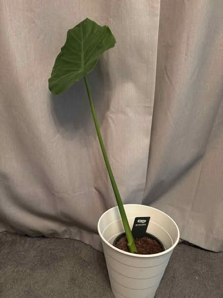 Photo of free Alocasia plant (Springfield CM2) #1