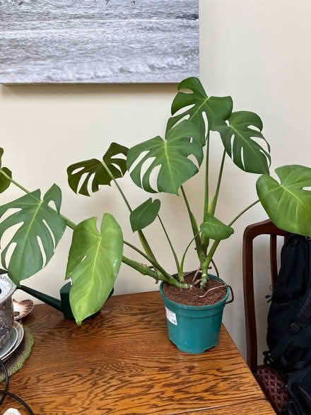 Photo of free Monstera plant (Kendal LA9) #1