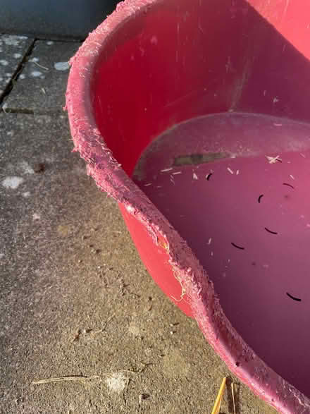 Photo of free Hard plastic dog bed (Warton LA5) #3