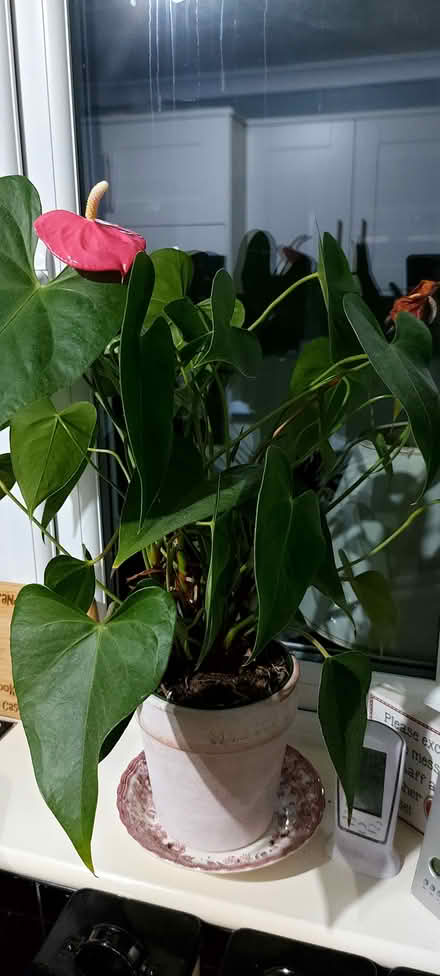 Photo of free Plant (Southport PR8) #2