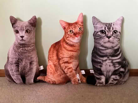 Photo of free Cat cushions (Hertford SG14) #1