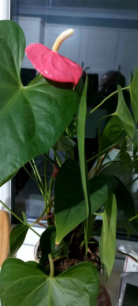 Photo of free Plant (Southport PR8) #1