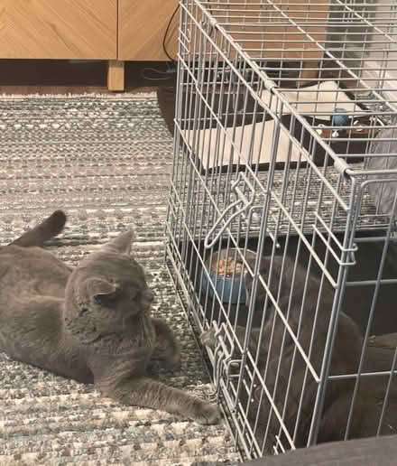 Photo of free Large cage used for kitten intro (High Barnet - EN5) #2