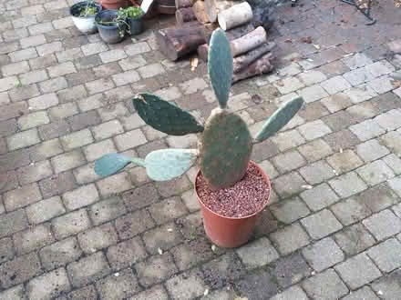 Photo of free Cactus "Opuntia ficus-indica" (Walthamstow E17) #2
