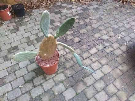 Photo of free Cactus "Opuntia ficus-indica" (Walthamstow E17) #3