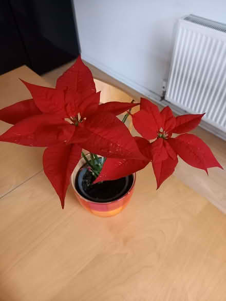 Photo of free Poinsettia in need of TLC (Old Woking GU22) #1