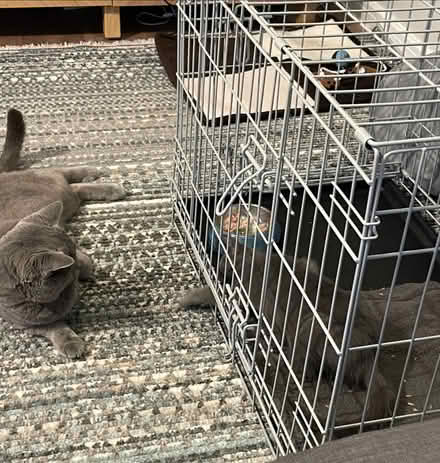 Photo of free Large cage used for kitten intro (High Barnet - EN5) #1