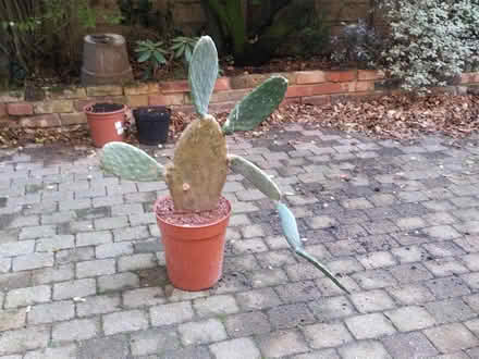 Photo of free Cactus "Opuntia ficus-indica" (Walthamstow E17) #1
