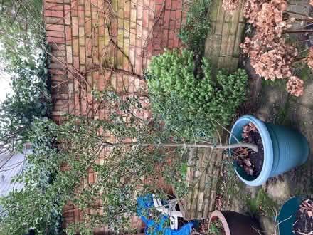 Photo of free Holly bush (Clewer Green SL4) #1