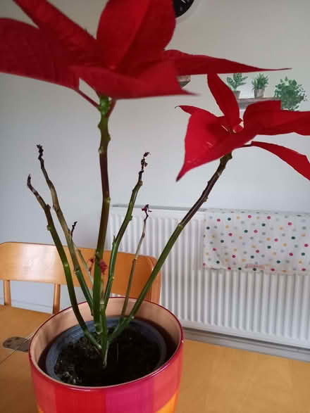 Photo of free Poinsettia in need of TLC (Old Woking GU22) #2