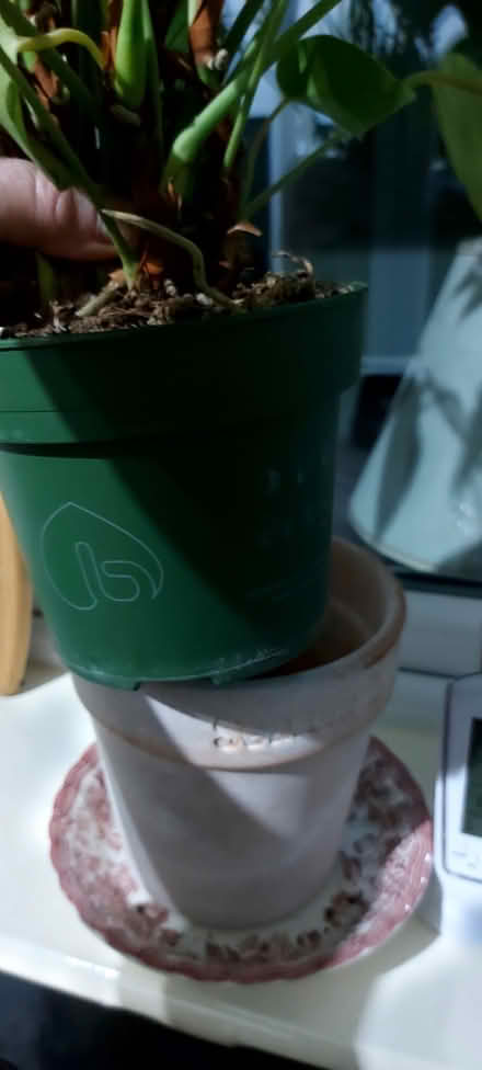 Photo of free Plant (Southport PR8) #3
