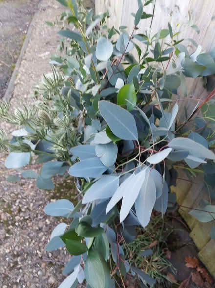 Photo of free Foliage, eucalyptus etc (Wildridings RG12) #1