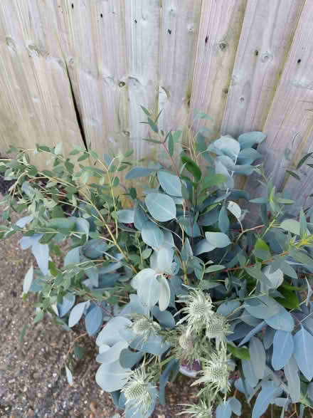 Photo of free Foliage, eucalyptus etc (Wildridings RG12) #2