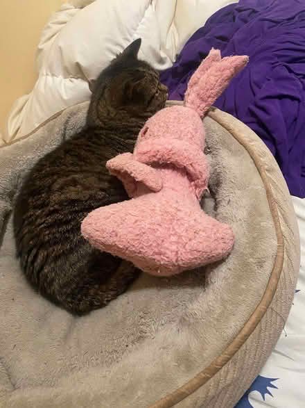 Photo of Airkat inhaler For cat asthma (North Berkeley) #1