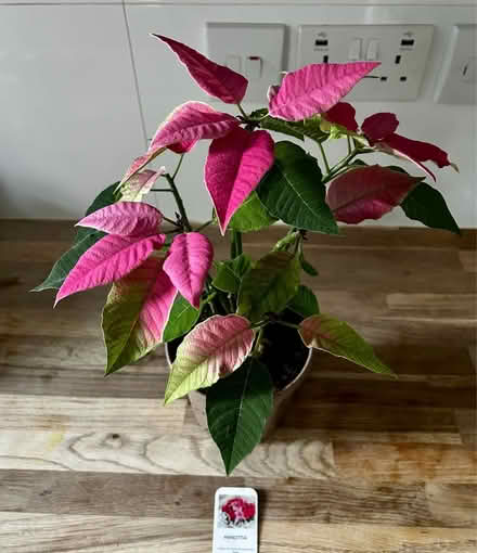 Photo of free Princettia plant (TW2 whitton) #1