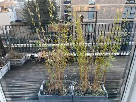 Photo of free 2 x bamboo planter boxes (Camberwell) #1