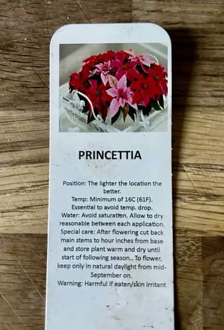 Photo of free Princettia plant (TW2 whitton) #2
