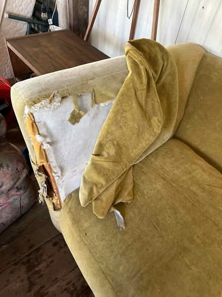 Photo of free Goldenrod colored long sofa (McKinleyville airport) #3