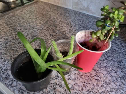 Photo of free House Plants (Forest Gate E7) #1