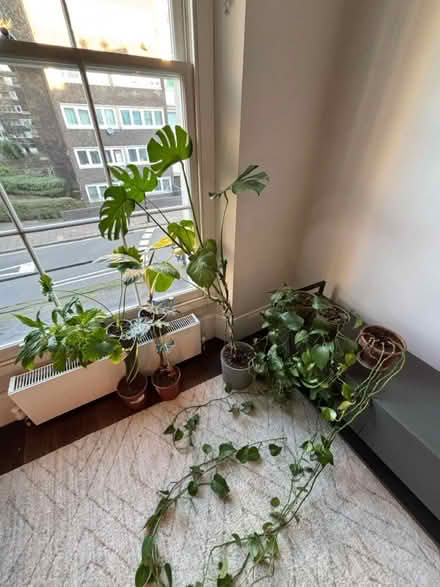 Photo of free 8x house plants (W2 Westbourne Park) #1