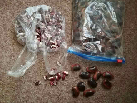 Photo of free Beans, for growing (Westhoughton BL5) #2