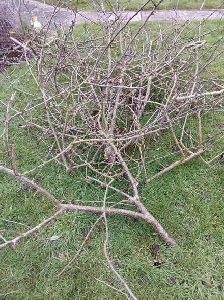 Photo of free Kindling, dried plum tree prunings (Neston CH64) #1