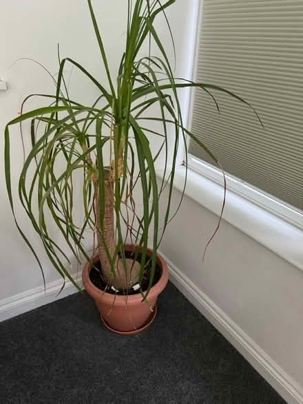 Photo of free Poorly plant (Brownsover) #1