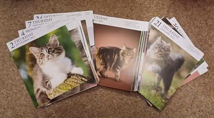 Photo of free 365 pictures of cats (IP4) #1