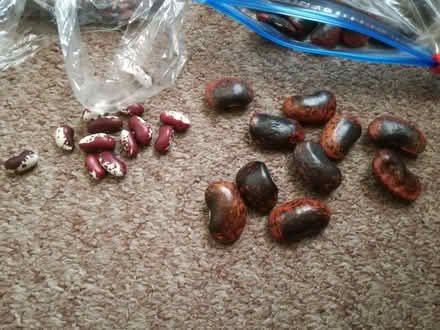 Photo of free Beans, for growing (Westhoughton BL5) #1