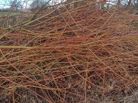 Photo of free Golden willow for planting or art (Muthill PH5) #1