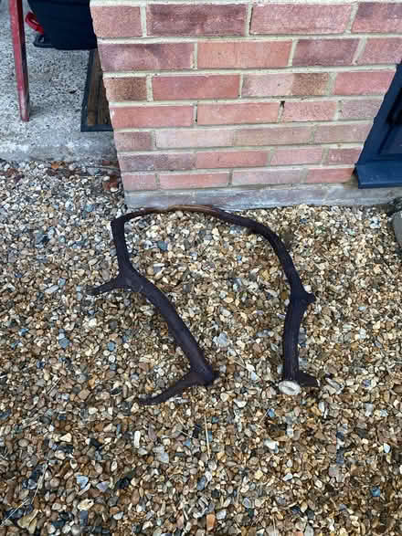 Photo of free Dear antlers (High Wycombe) #1
