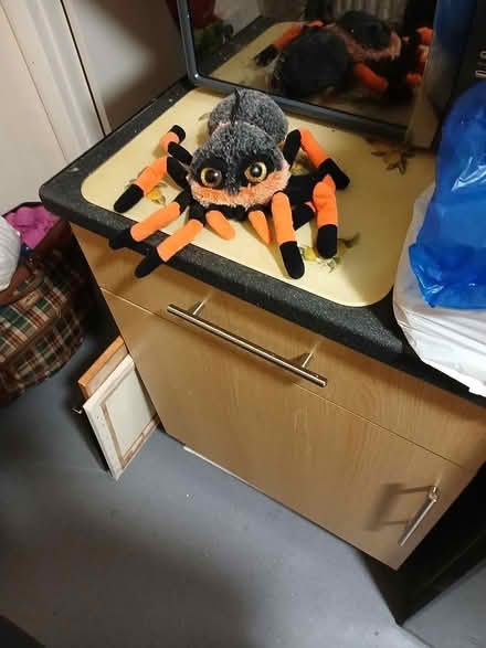 Photo of free Spider (Southall) #1
