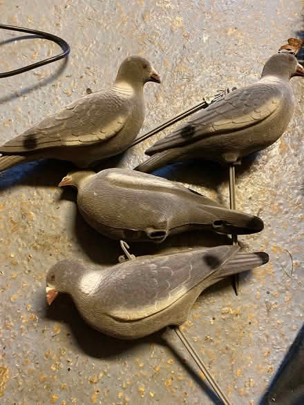 Photo of free Decoy Pigeons (Riverhead) #1