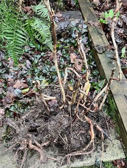 Photo of free Tree peony (Hatfield AL10) #3