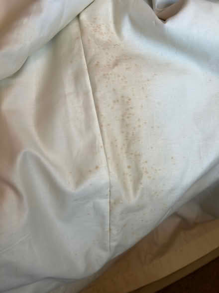 Photo of free Green long curtains (Toppesfield CO9) #2